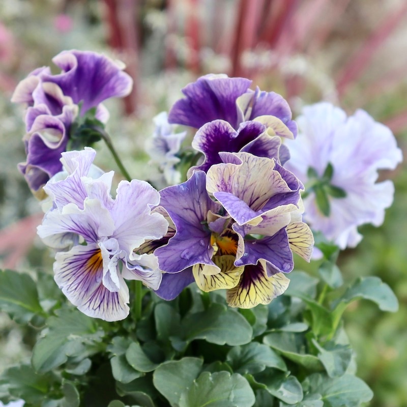 画像の現品1点限り☆Rガーデンさんのアンティークフリルパンジー