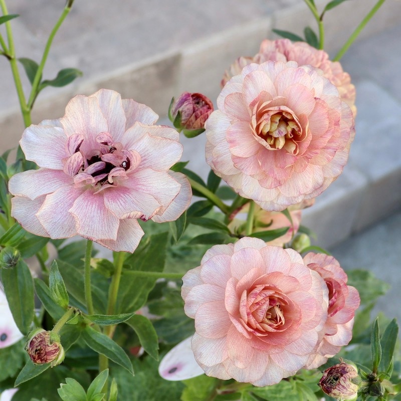 画像(最後の4枚)の現品いずれか☆ラナンキュラス・ラックス