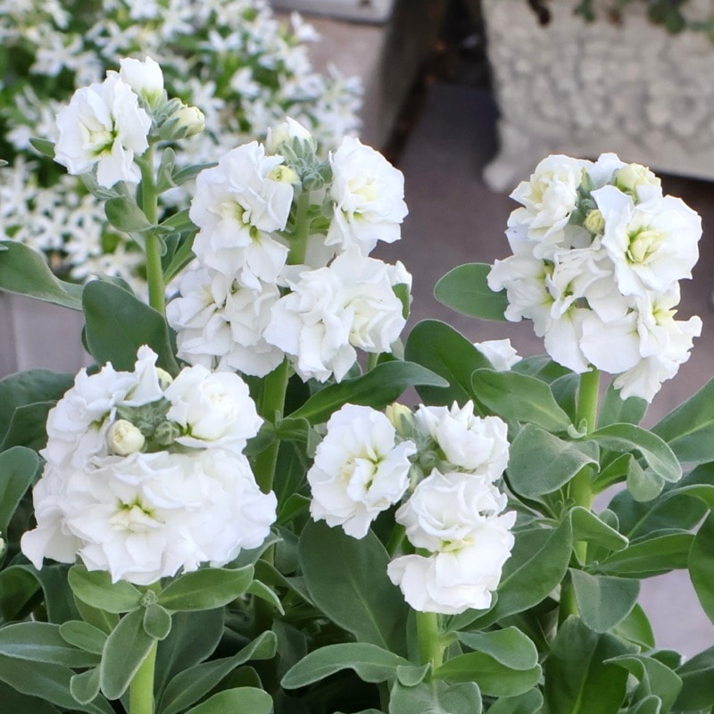 八重咲ストック｜分岐性も花立ちも抜群の品種｜ネット通販ショップ～風