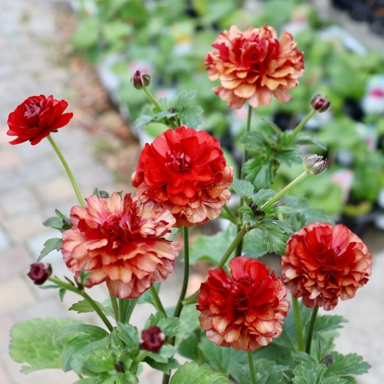 画像(最後の5枚)の現品☆ラナンキュラス・ラックス「ハデス」3.5号