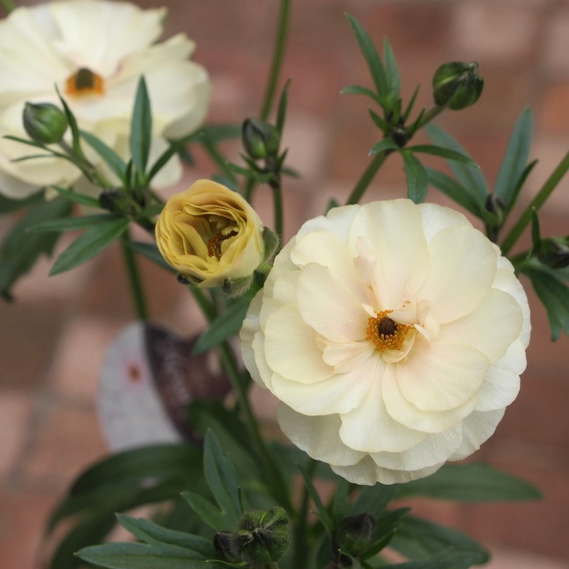 ラナンキュラス・ラックス「ケラモス」【5号鉢】