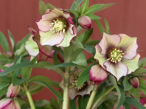 MIYABI様ご依頼品 クリスマスローズ2点 フレグランス プチドール