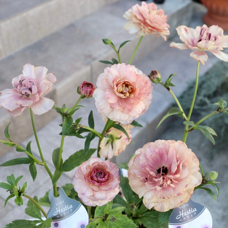 画像(最後の4枚)の現品いずれか☆ラナンキュラス・ラックス