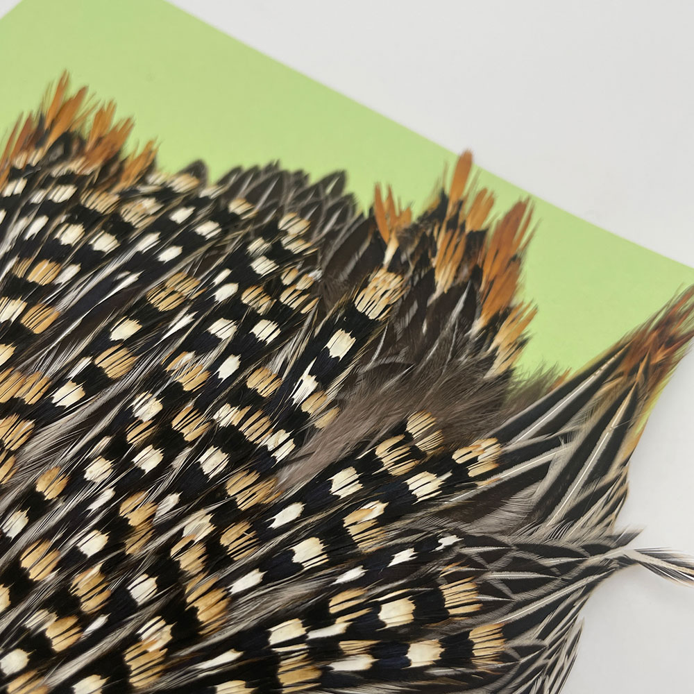 Ken-Cube ジャングルコック Grade A （No.6）