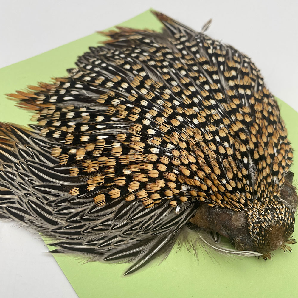 Ken-Cube ジャングルコック Grade A （No.6）