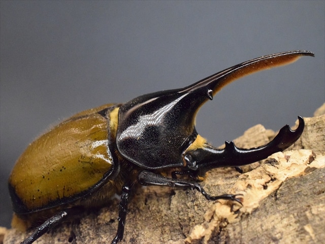 希少】ヘラクレスリッキー115mmペア【ウカヤリ産】 | 外国産