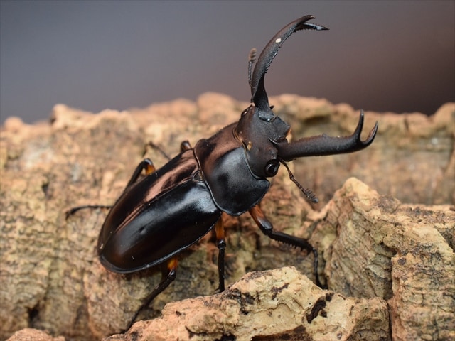 新成虫】ディディエールシカクワガタ55mmペア | 外国産クワガタ 成虫