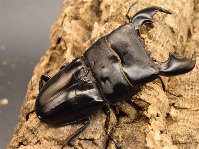 新成虫】スマトラオオヒラタクワガタ90mmペア | 外国産クワガタ 成虫