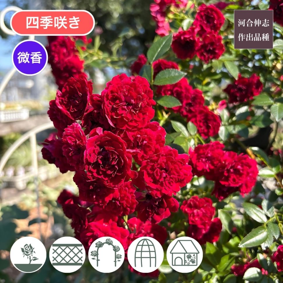 バラ苗 大苗 2026 春咲小紅 はるさきこべに 国産ノイバラ台木使用