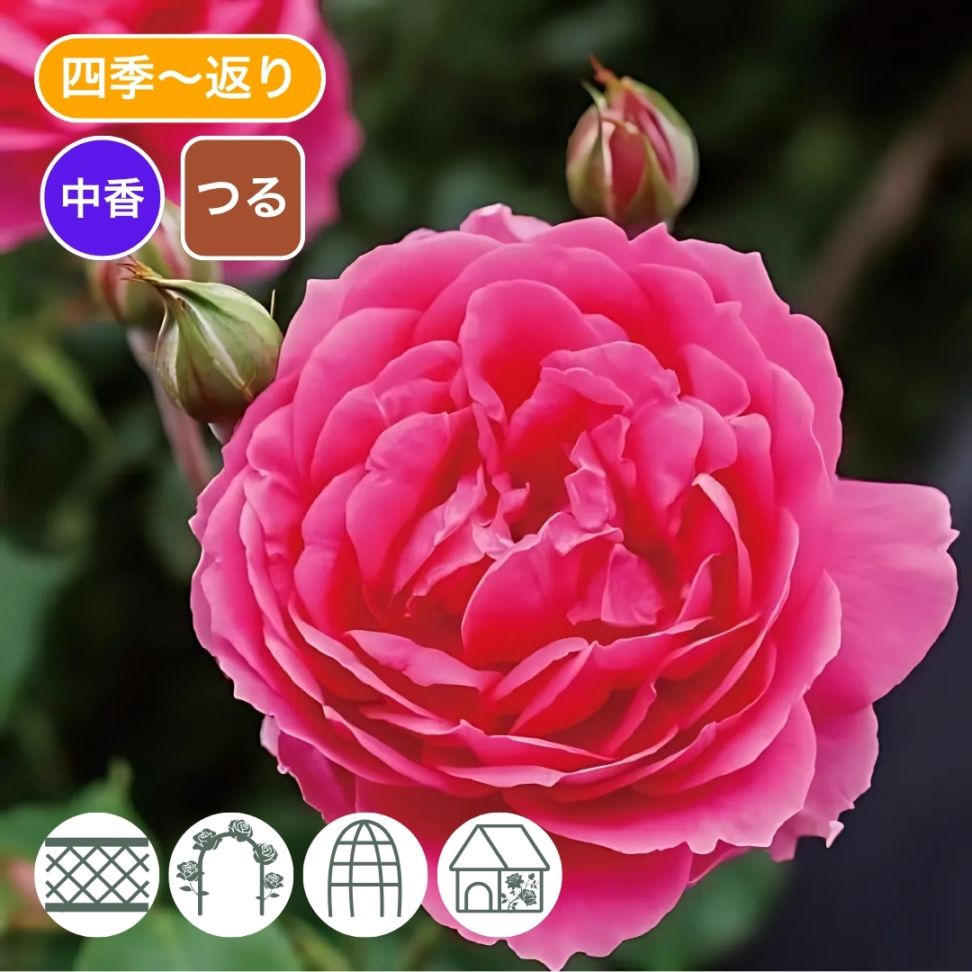 バラ苗 大苗 2026 パレード Parade 国産ノイバラ台木使用 | 大苗 2026