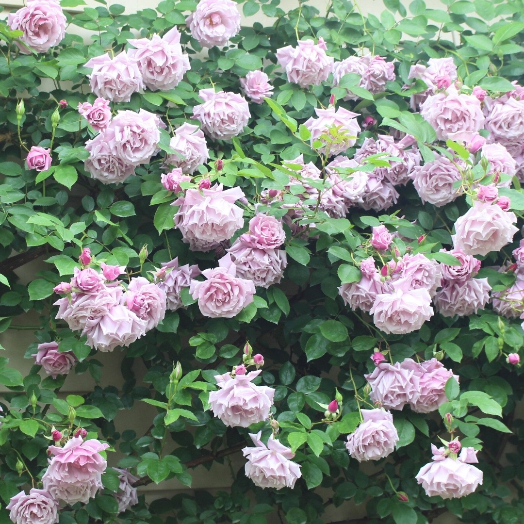 バラ苗 大苗 2026 モルガン Morgan 国産ノイバラ台木使用 | 大苗 2026