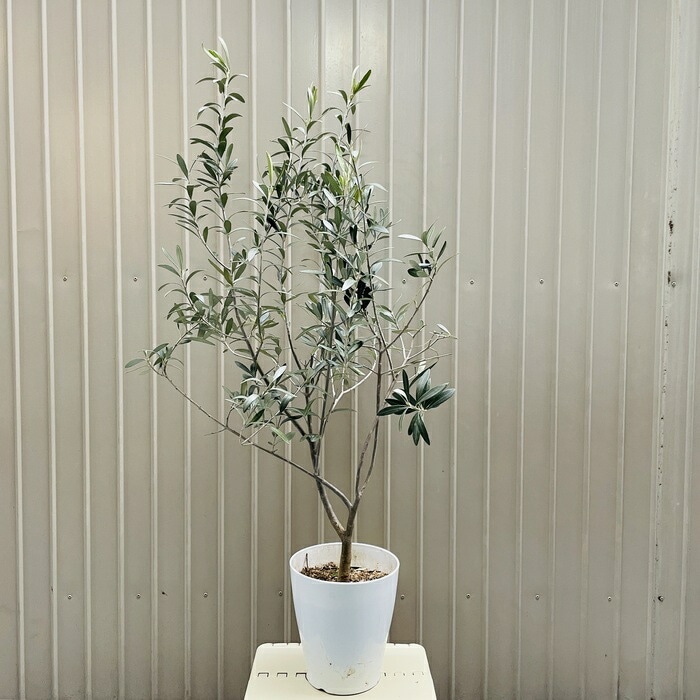 現品 オリーブの木 シプレッシーノ 6号鉢苗 鉢底から95cm程度