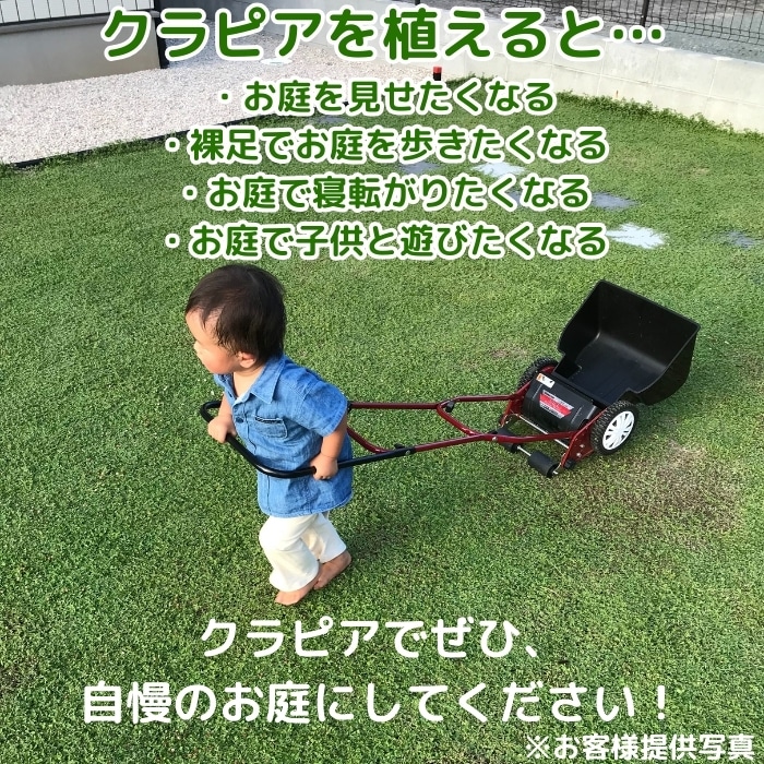 レビュー特典あり】 クラピア K7（白） 9cmポット苗 40鉢セット 完全植