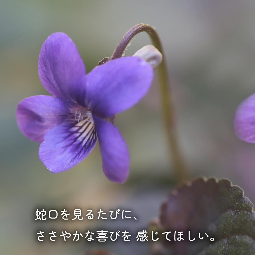 胴長横水栓（スミレハンドル・メッキ）｜すみれの花の形をした、レトロ