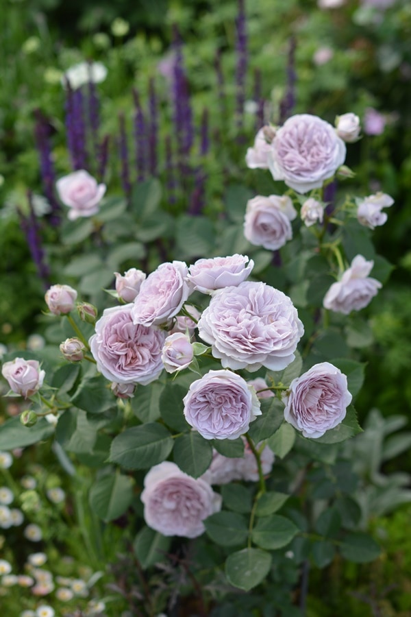 サクラ・クリスタル（大苗） 7号鉢植え シュラブローズ タンタウ バラ