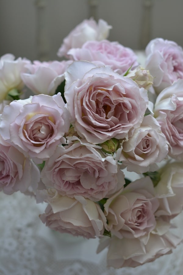 バラ苗 Roses,ブランド（ナーセリー）から選ぶ,日・Kawamoto Rose