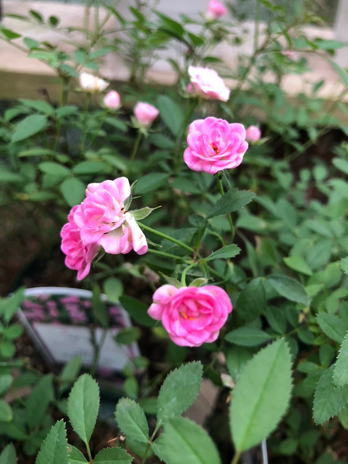 ミニバラ 'ワンダーファイブ' 5号鉢植え 四季咲き バラ苗 極小輪