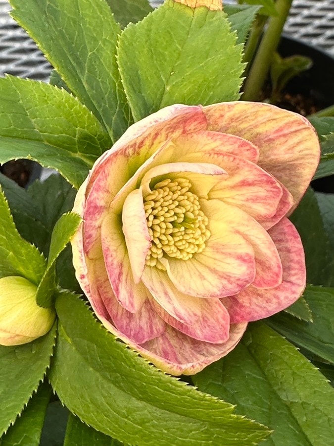 クリスマスローズ ウィンターシンフォニーシリーズ：オーレア系