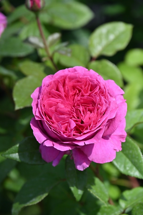 ライオンハート（大苗）7号鉢植え バラ苗 ロサ・オリエンティス