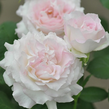 セラフィム（大苗）7号鉢植え バラ苗 《農林水産省 登録品種》 河本