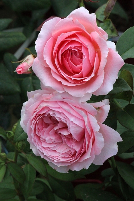 アン＝ソフィー・ピック（大苗）7号鉢植え バラ苗 《契約品種