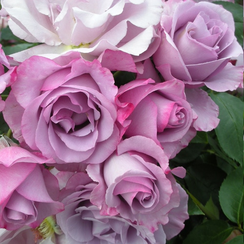 ディオレサンス（大苗）7号鉢植え バラ苗 《農林水産省 登録品種