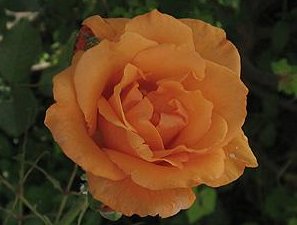 ジャスト・ジョーイ（大苗）7号鉢植え バラ苗 四季咲き大輪系