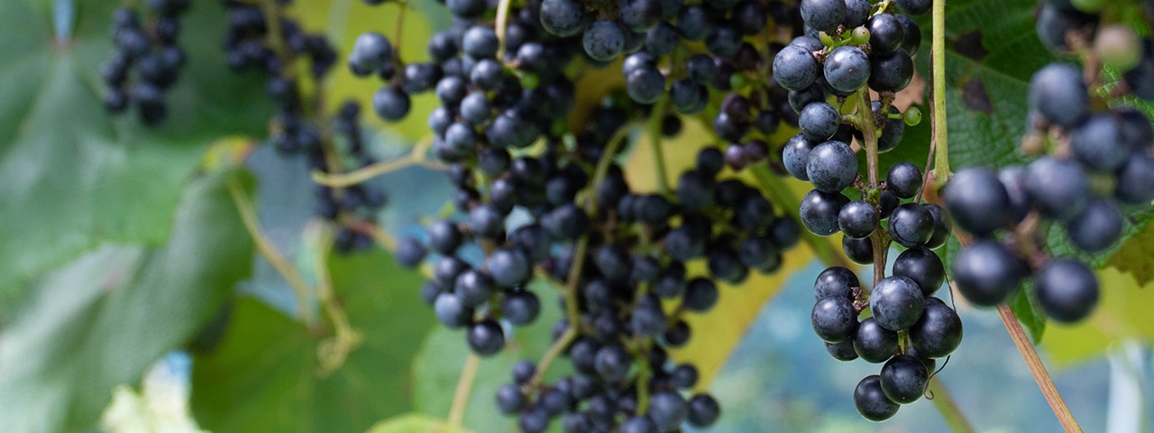 洋野山葡萄ワイン 樽熟成 2018｜ひろの商店の通販サイト