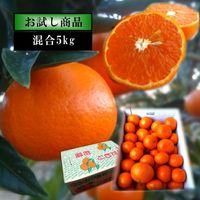 12月下旬～】蜜之望（津之望） | こだわり農家のお蜜柑屋本店