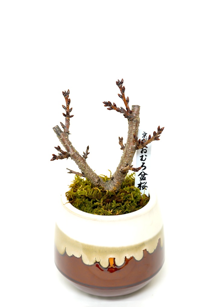 清水山麓　二代目　澤村陶哉　鉢　蕪　桜 出品作家紹介vol.4 澤村陶哉、杉田祥平 | 創立60周年記念 京都伝統陶芸