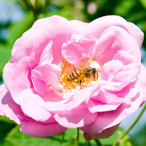 国産 純粋ローズウォーター｜美容製品の通販 ローズメイ