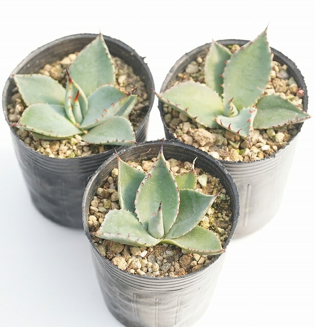 アガベ パリー ハイブリッド ホーチエンシス オバティフォリア 希少