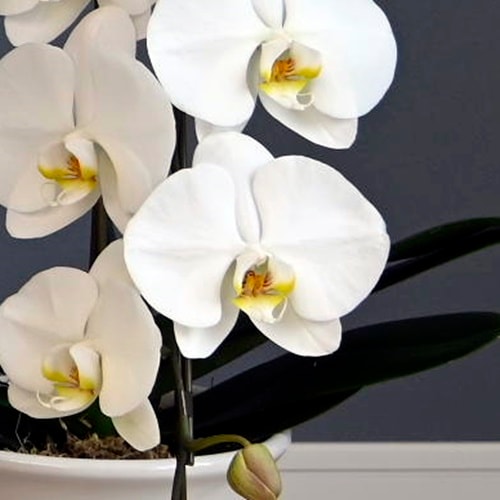 願掛け胡蝶蘭】 白 1本立ち 10輪以上（つぼみ含む）ラッピング付き