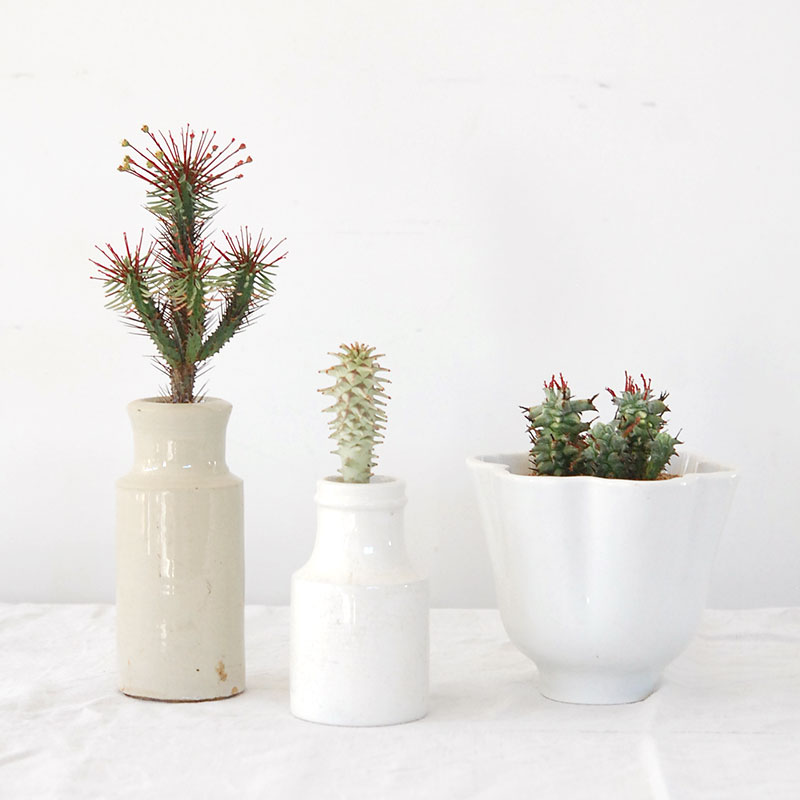 ユーフォルビアの通販・販売｜多肉植物の専門店 solxsol（ソルバイソル）