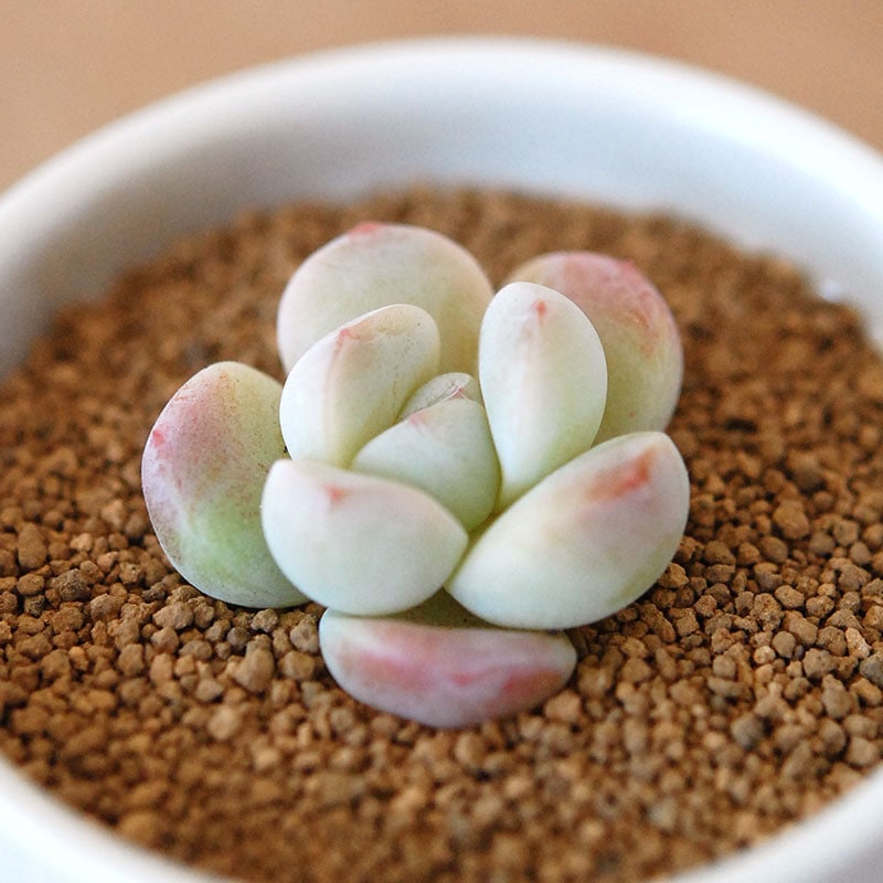 すべての商品の通販・販売｜多肉植物の専門店 solxsol（ソルバイソル）