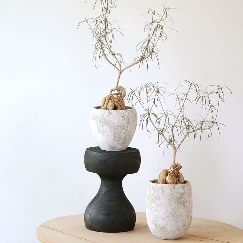 ユーフォルビアの通販・販売｜多肉植物の専門店 solxsol（ソルバイソル）