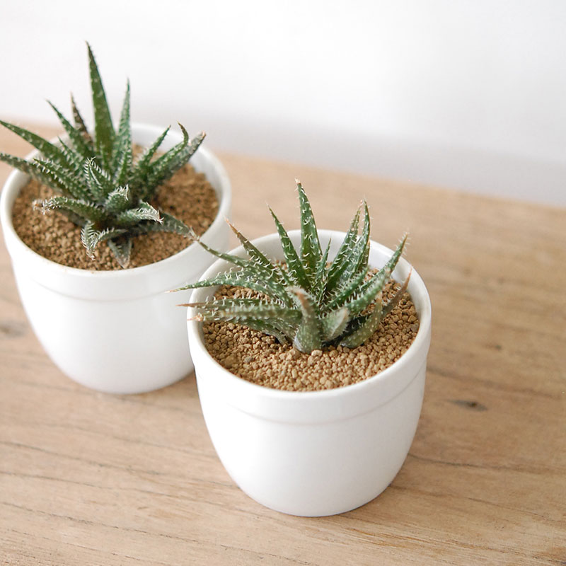 デンティティー / Aloe | 多肉植物の専門店 solxsol（ソルバイソル）