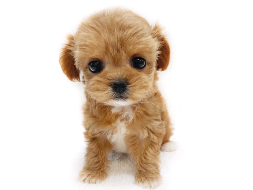 MIX犬 】チワワとトイプードルの最強ドールMIX！初心者必見チワプー