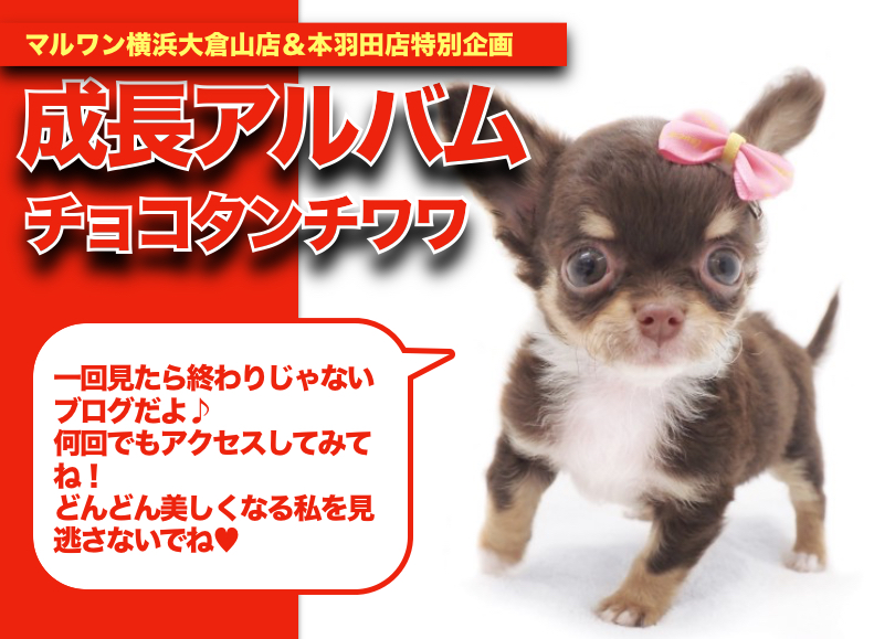 チョコタンチワワアルバム 】愛嬌たっぷり元気いっぱいのチワワちゃん