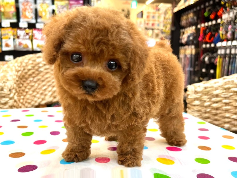 トイプードル 】ぬいぐるみを超える可愛すぎるプレミアムわんこ