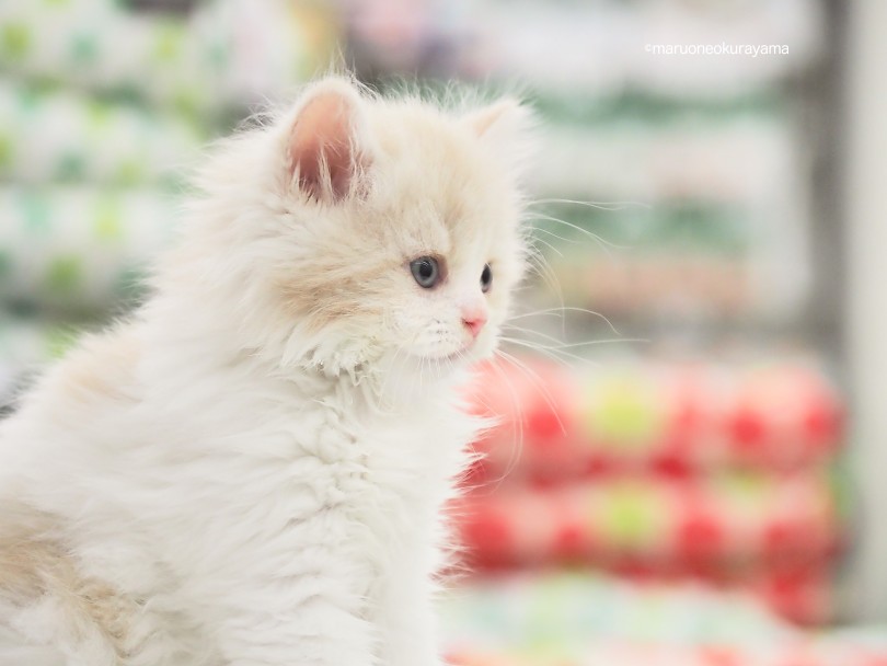 スコティッシュフォールド 】プレミアムカワイイ立ち耳スコにゃん