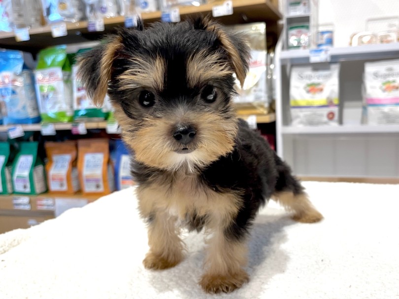 ヨークシャーテリア 】おもちゃ大好き！小さめでも元気いっぱい
