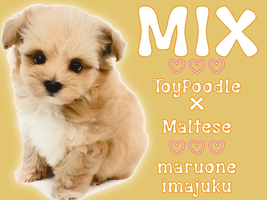 MIX 】生後70日で570g！トイプードルとマルチーズの最強マルプー登場