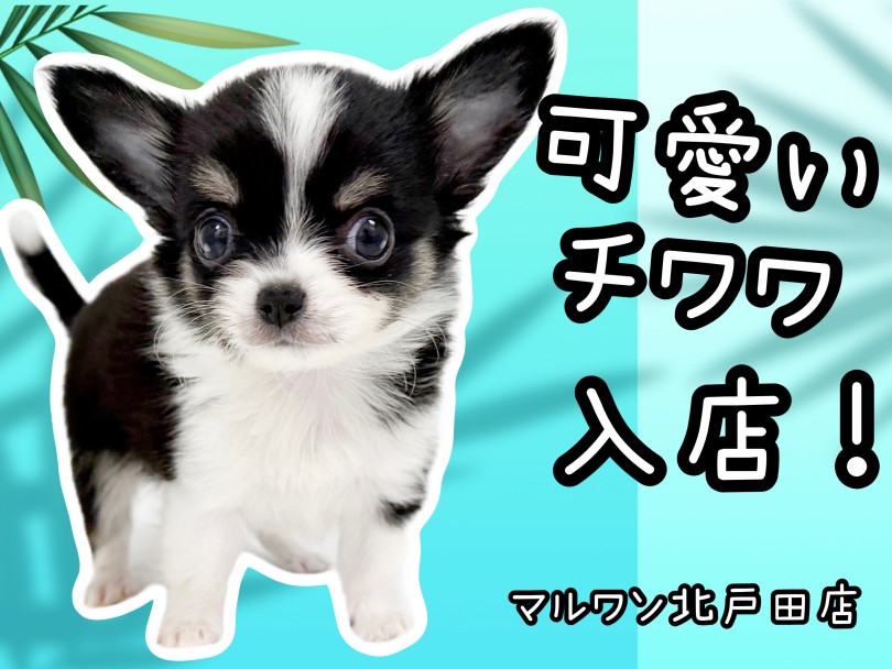 黒ねこ専用 パネル チワワちゃん柄 45枚 黒ねこ専用 パネル チワワ