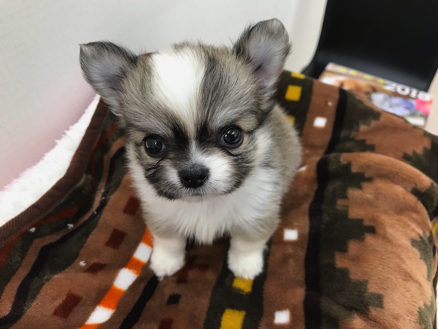 チワワ】極小サイズ！ポケットでスヤスヤ寝ちゃうんです！本羽田店PICK