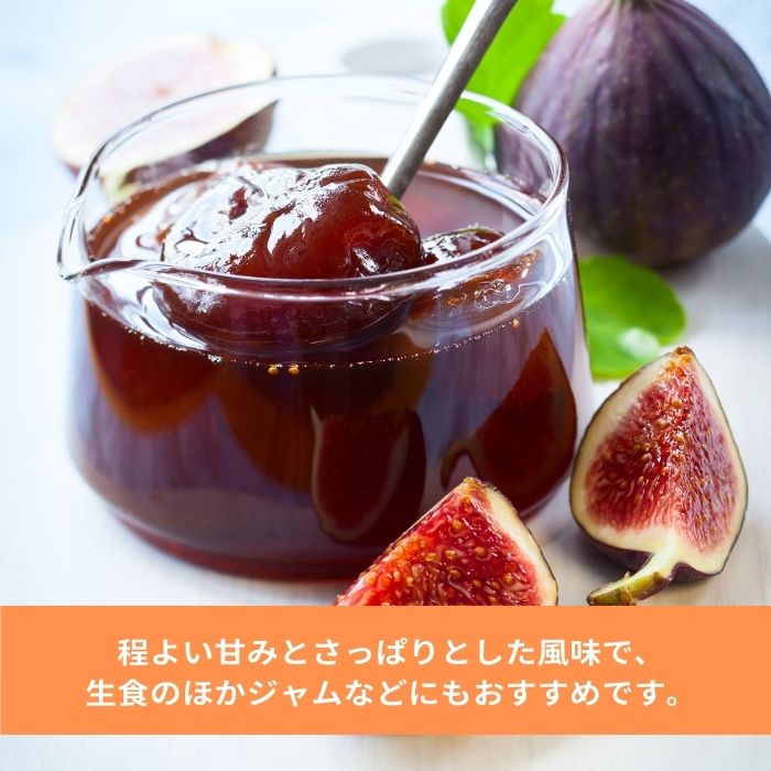 イチジク 苗 ドーフィン 5号