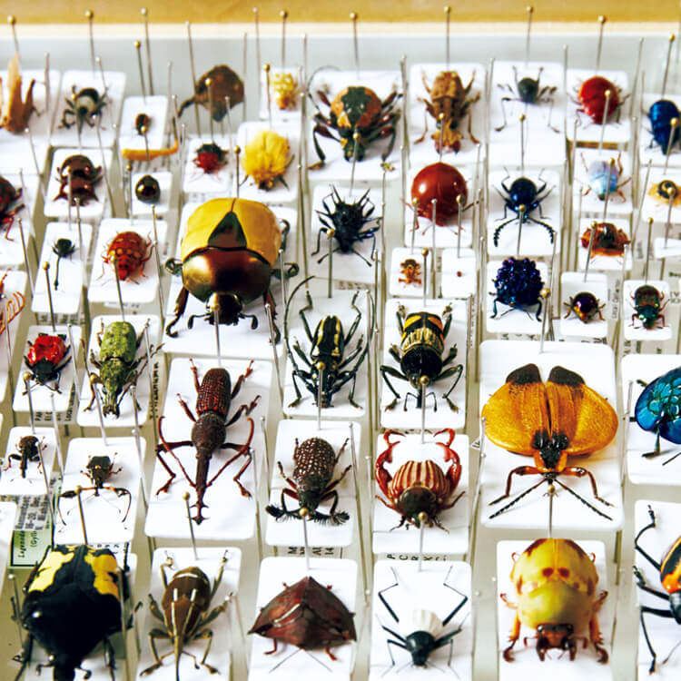 昆虫標本の楽しみ方 | ブルータス| BRUTUS.jp