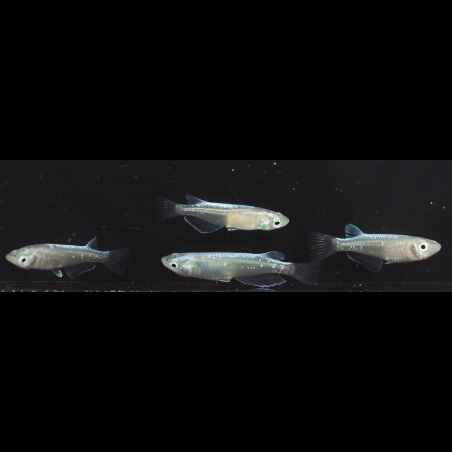 Hitomi メダカ めだか （Mサイズ） 2ペア / メダカ販売 めだか通販