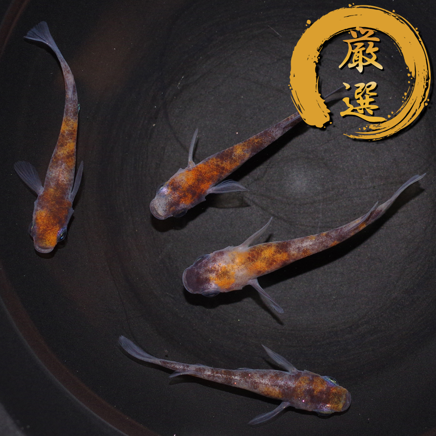 雲海三色 （非透明鱗） メダカ めだか （Mサイズ） 2ペア / メダカ販売