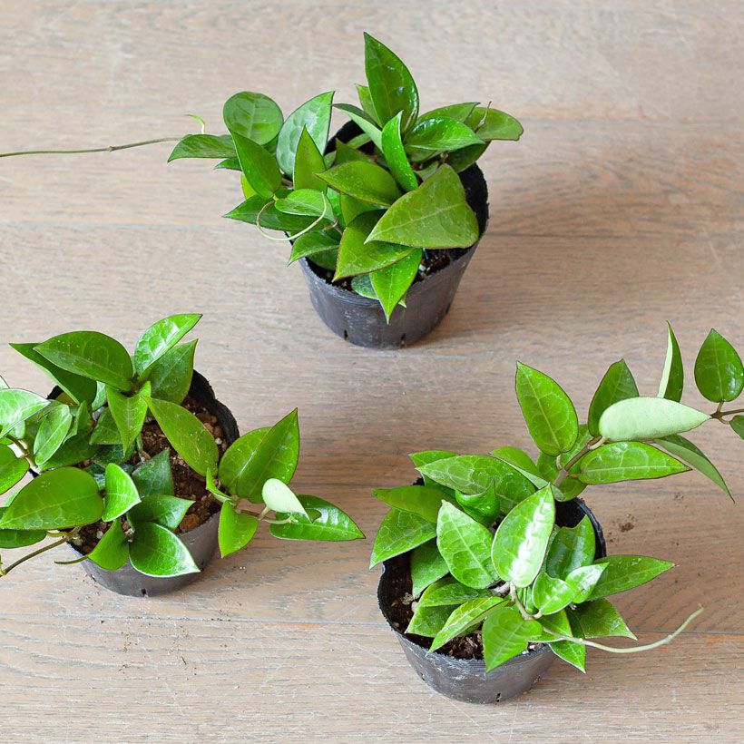 ホヤ(パラシティカ)ブラックエッジ亀の甲羅みたいな葉脈｜e-花屋